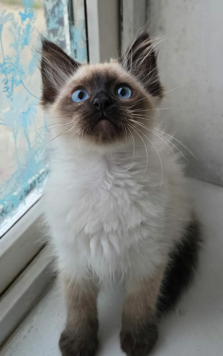 Ragdoll kitten - Image 4