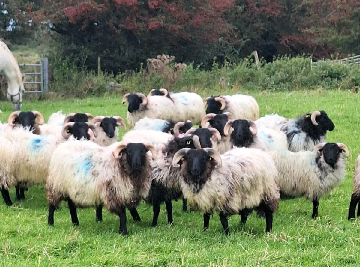 Strong Horned Ram Lambs. - Image 2