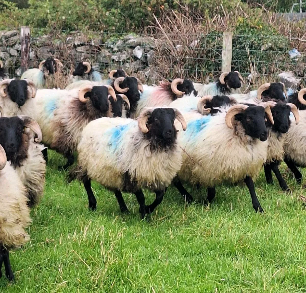 Strong Horned Ram Lambs. - Image 4