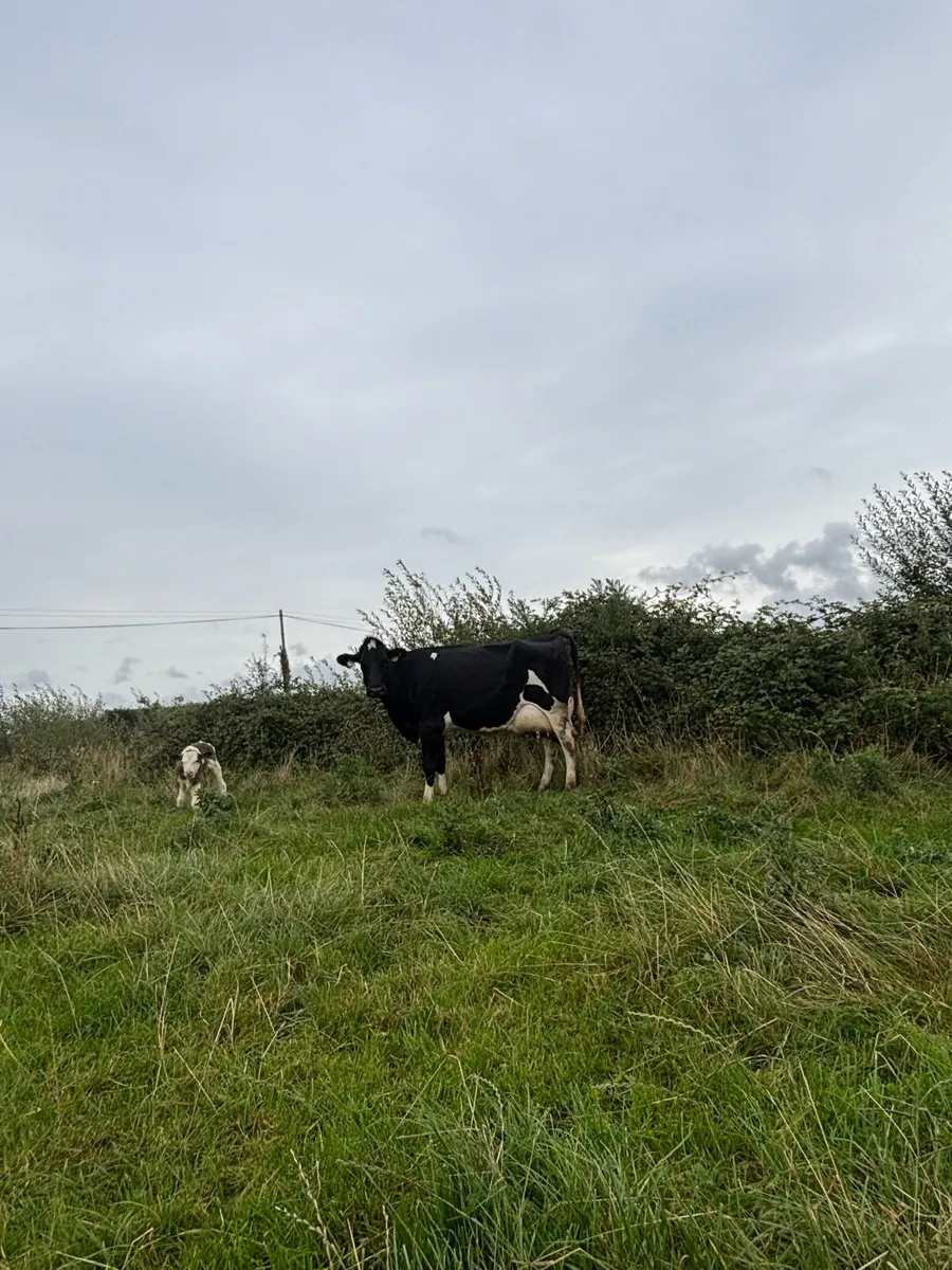 15 on the point of calving cows  for sale - Image 1