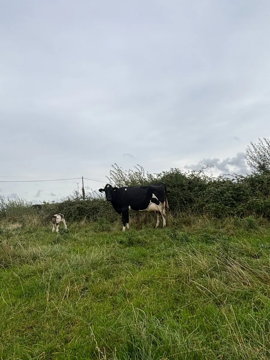 15 on the point of calving cows  for sale - Image 2