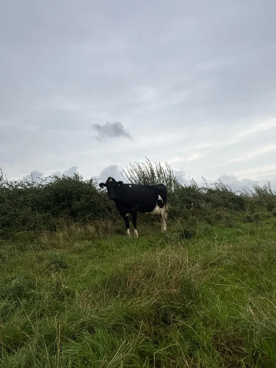 15 on the point of calving cows  for sale - Image 3