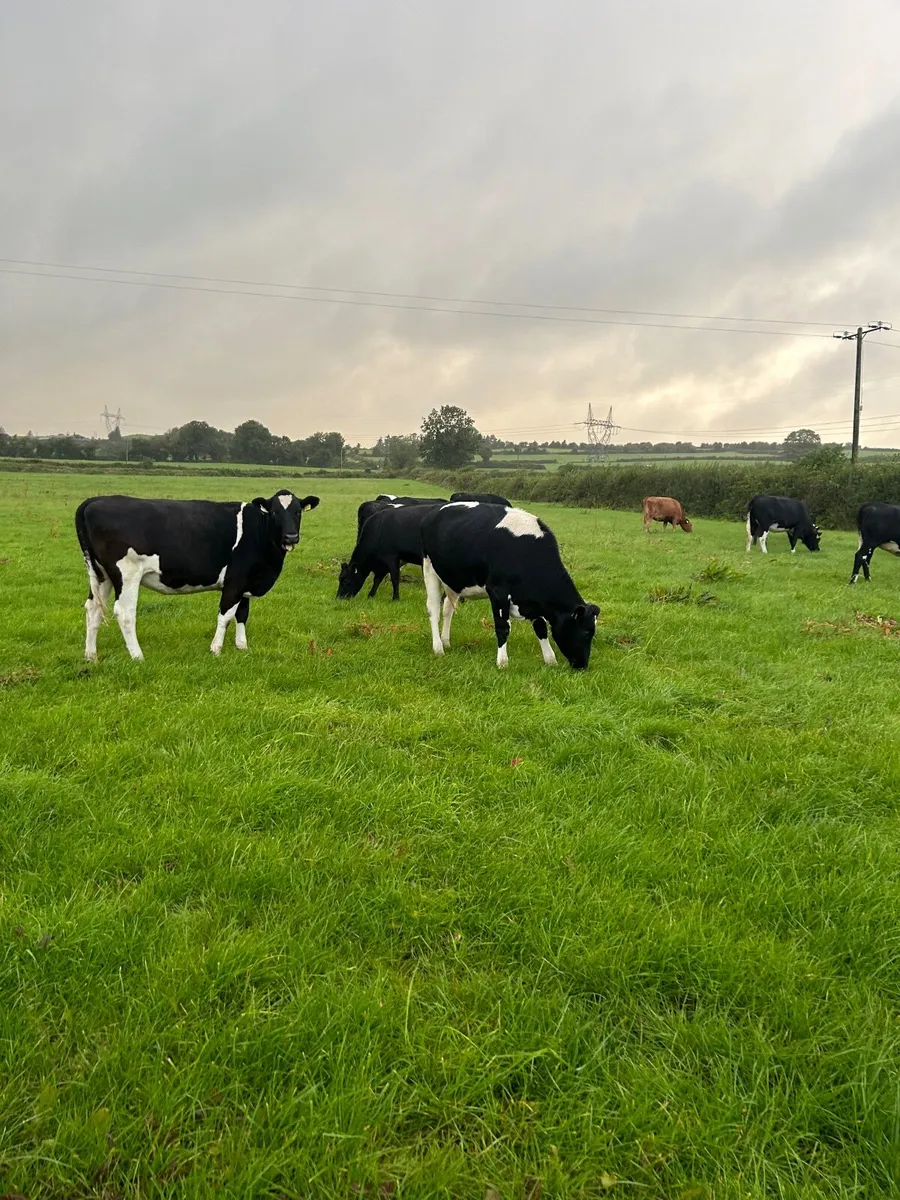 In calf Dairy Heifers - Image 4