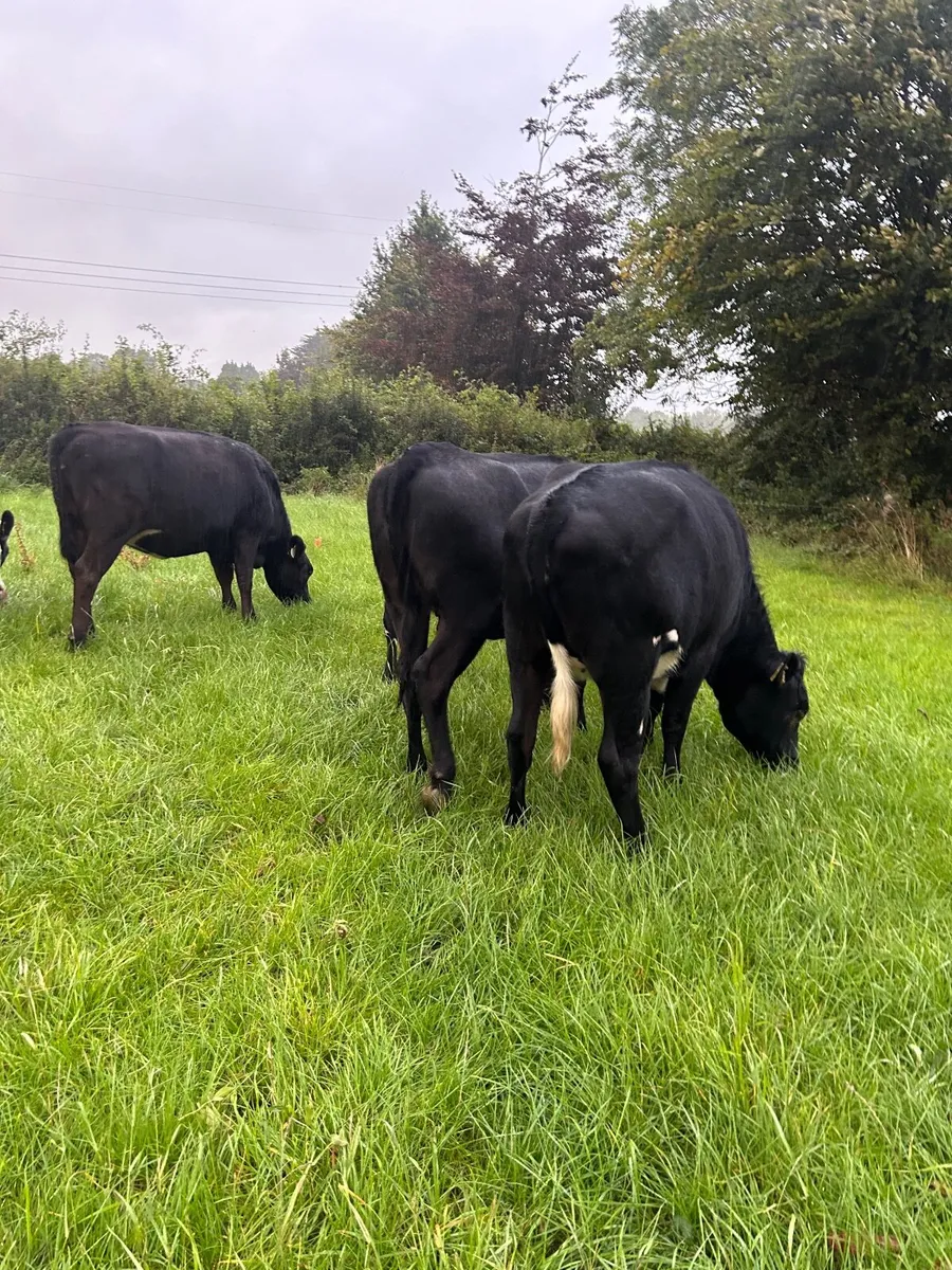 In calf heifers - Image 3