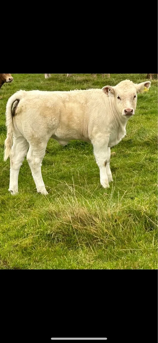 Smashing charlois cow and  calf - Image 1