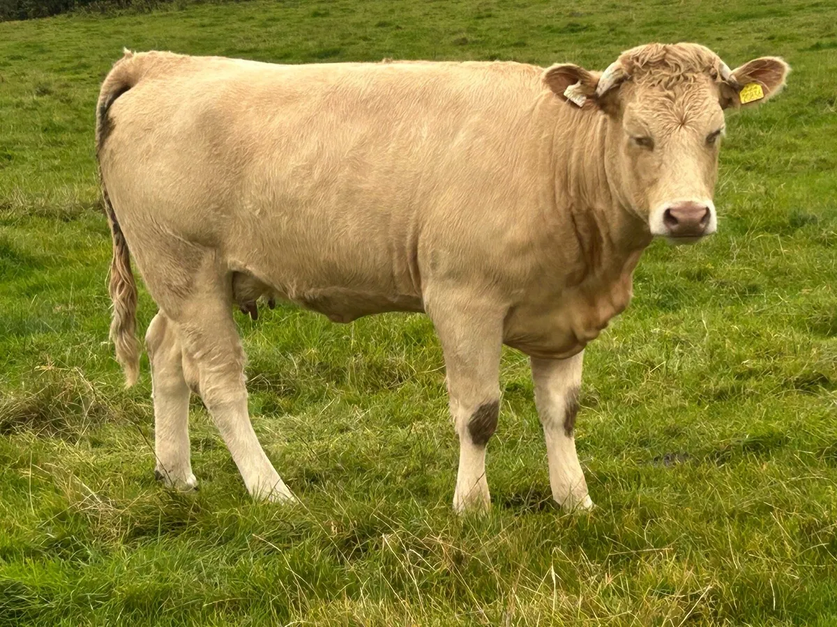 Smashing charlois cow and  calf - Image 2