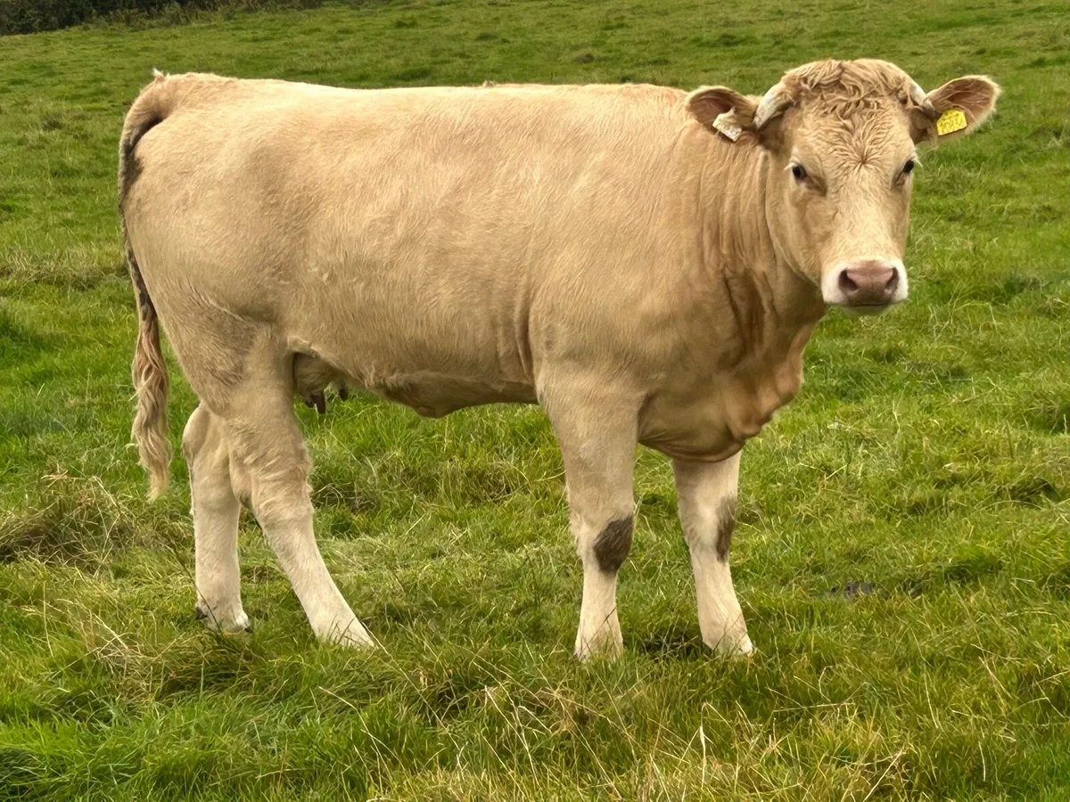 Smashing charlois cow and  calf - Image 3