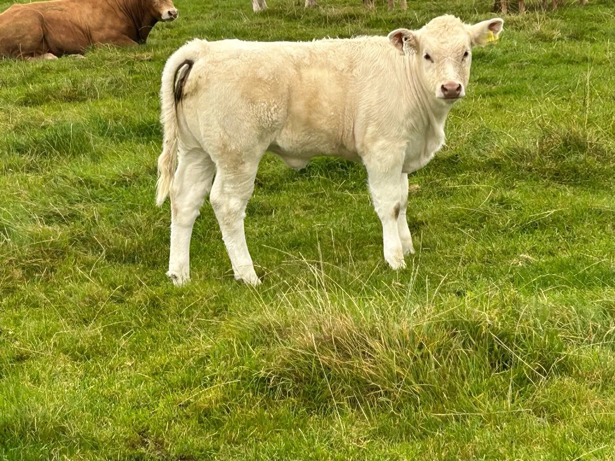 Smashing charlois cow and  calf - Image 4