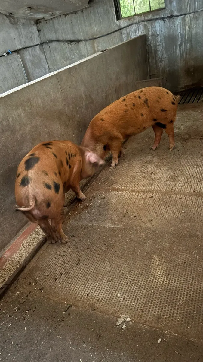 Pigs - breeding gilts - Image 1