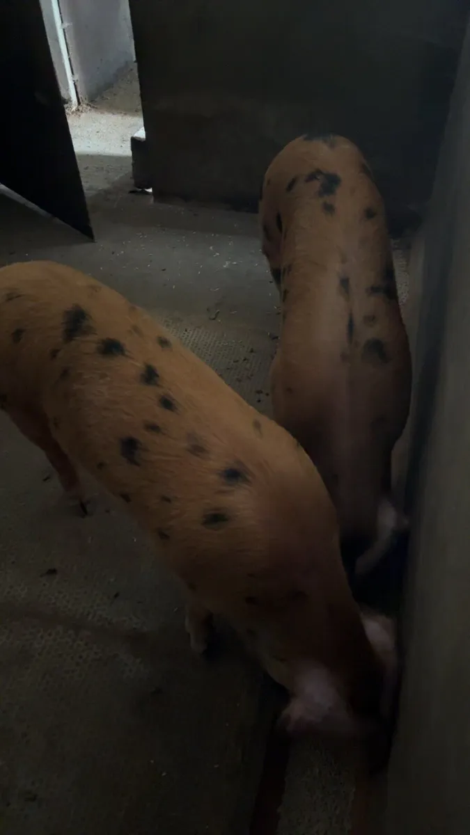 Pigs - breeding gilts - Image 2