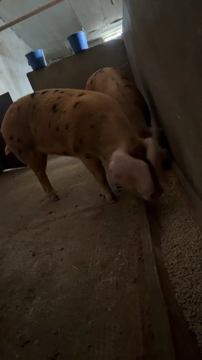 Pigs - breeding gilts - Image 3