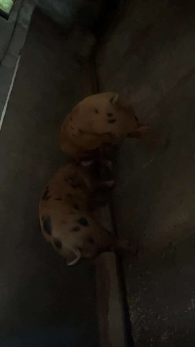 Pigs - breeding gilts - Image 4