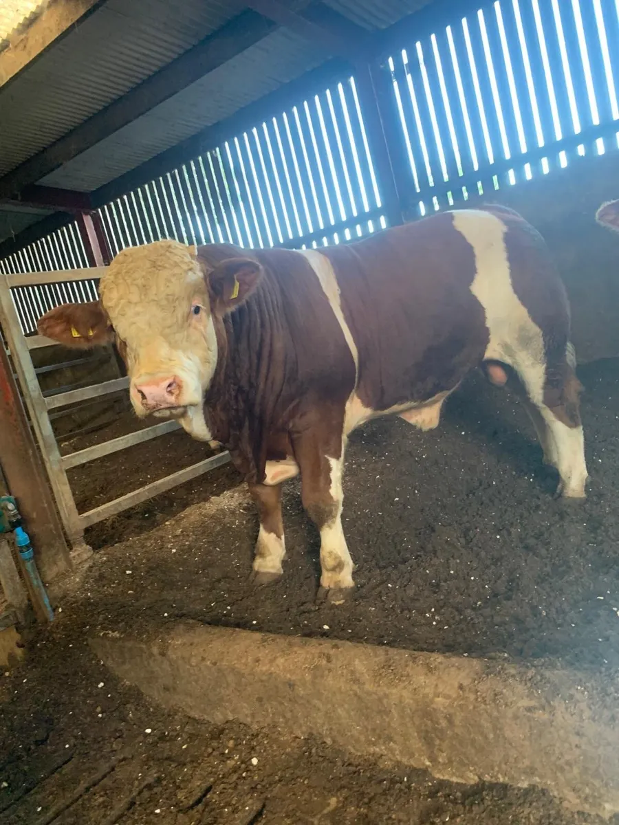 Pedigree Simmental bulls - Image 2