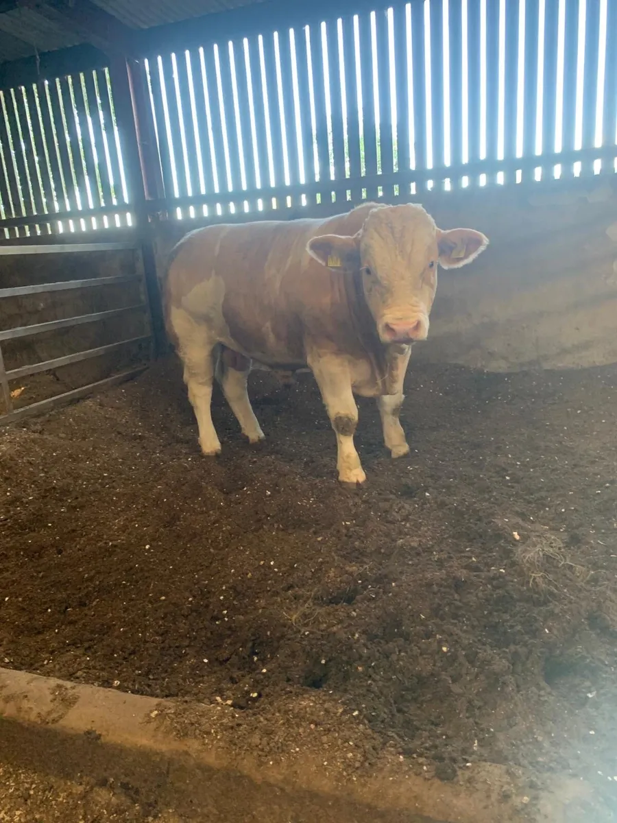 Pedigree Simmental bulls - Image 3