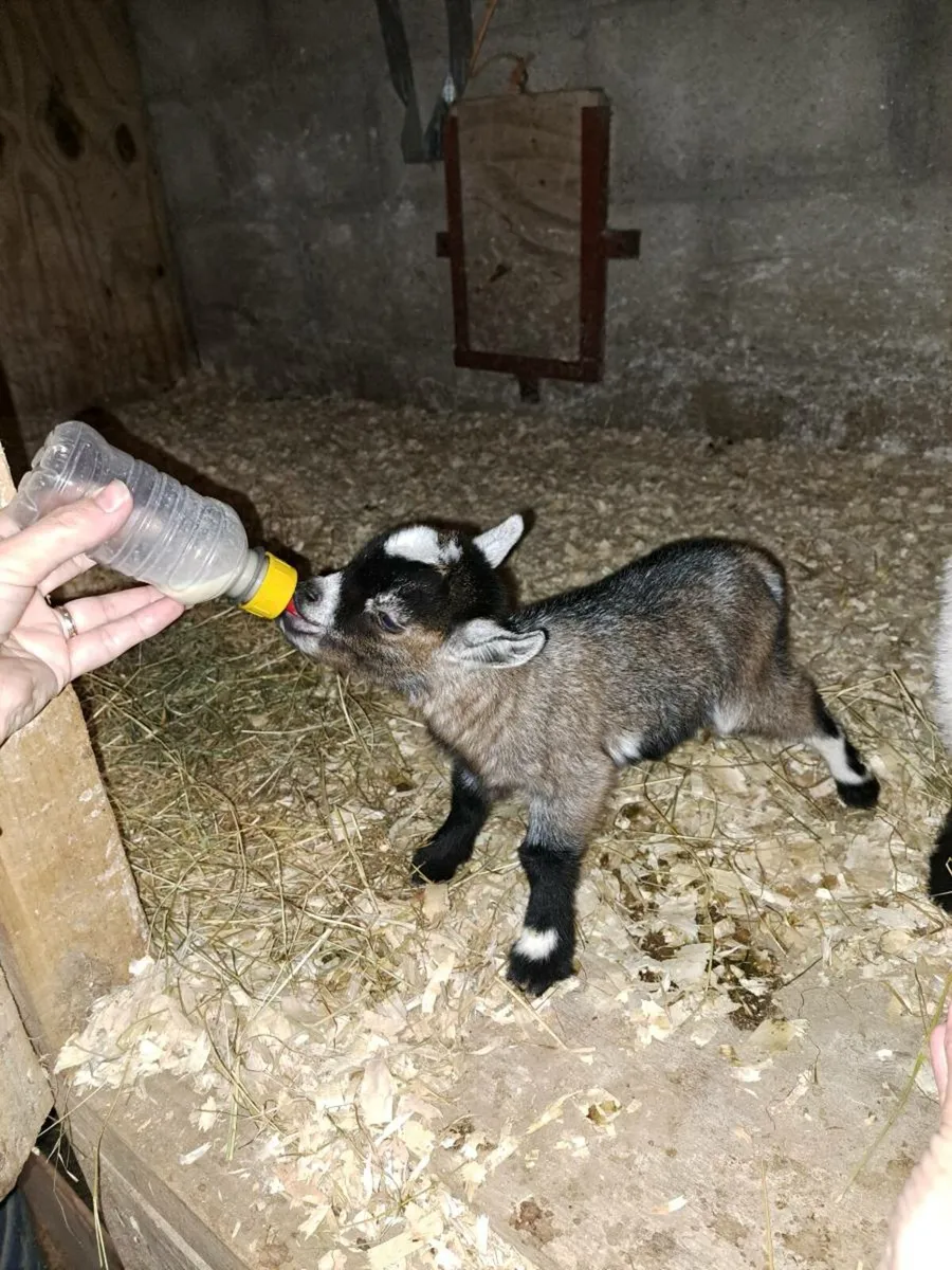 Bottle fed Pygmy kids - Image 3
