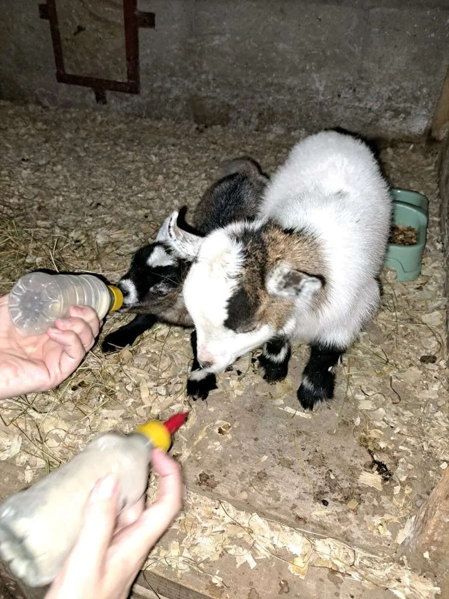 Bottle fed Pygmy kids - Image 4