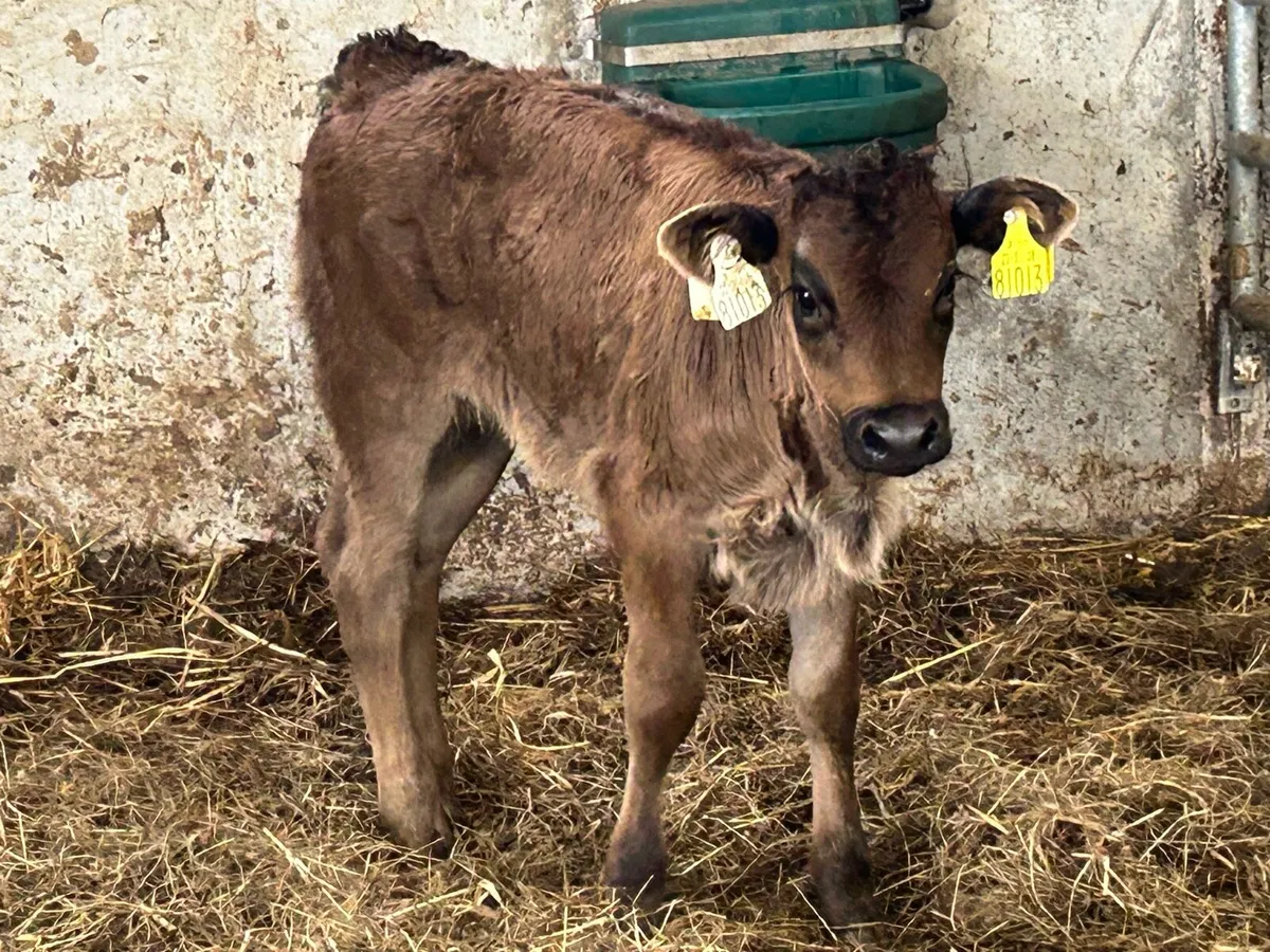 Suckler breed limousine heifer calf - Image 2