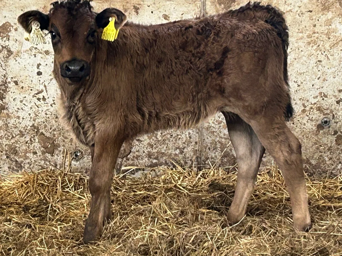 Suckler breed limousine heifer calf - Image 1