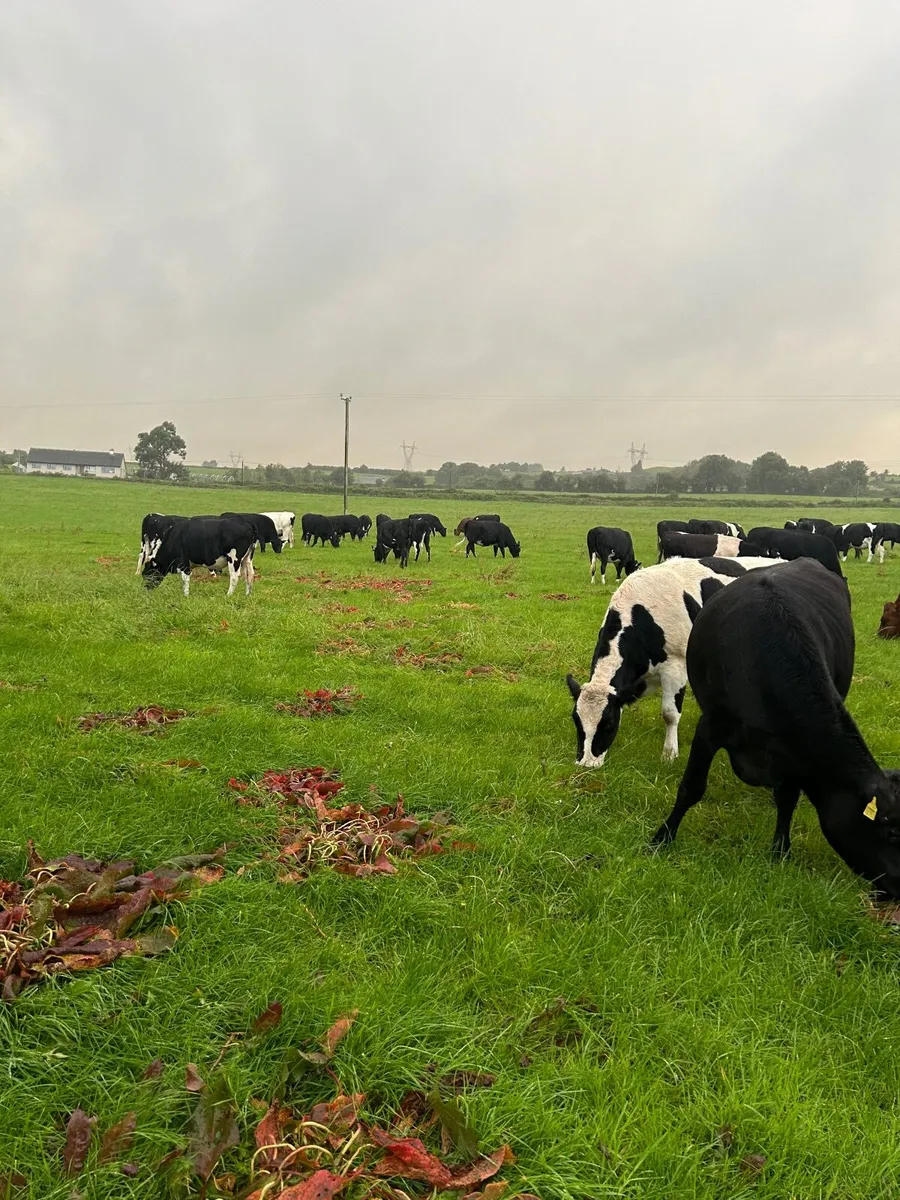 In calf Dairy Heifers - Image 2