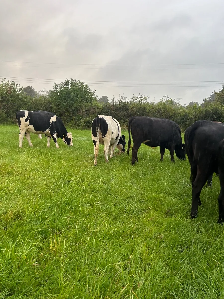 In calf Dairy Heifers - Image 3