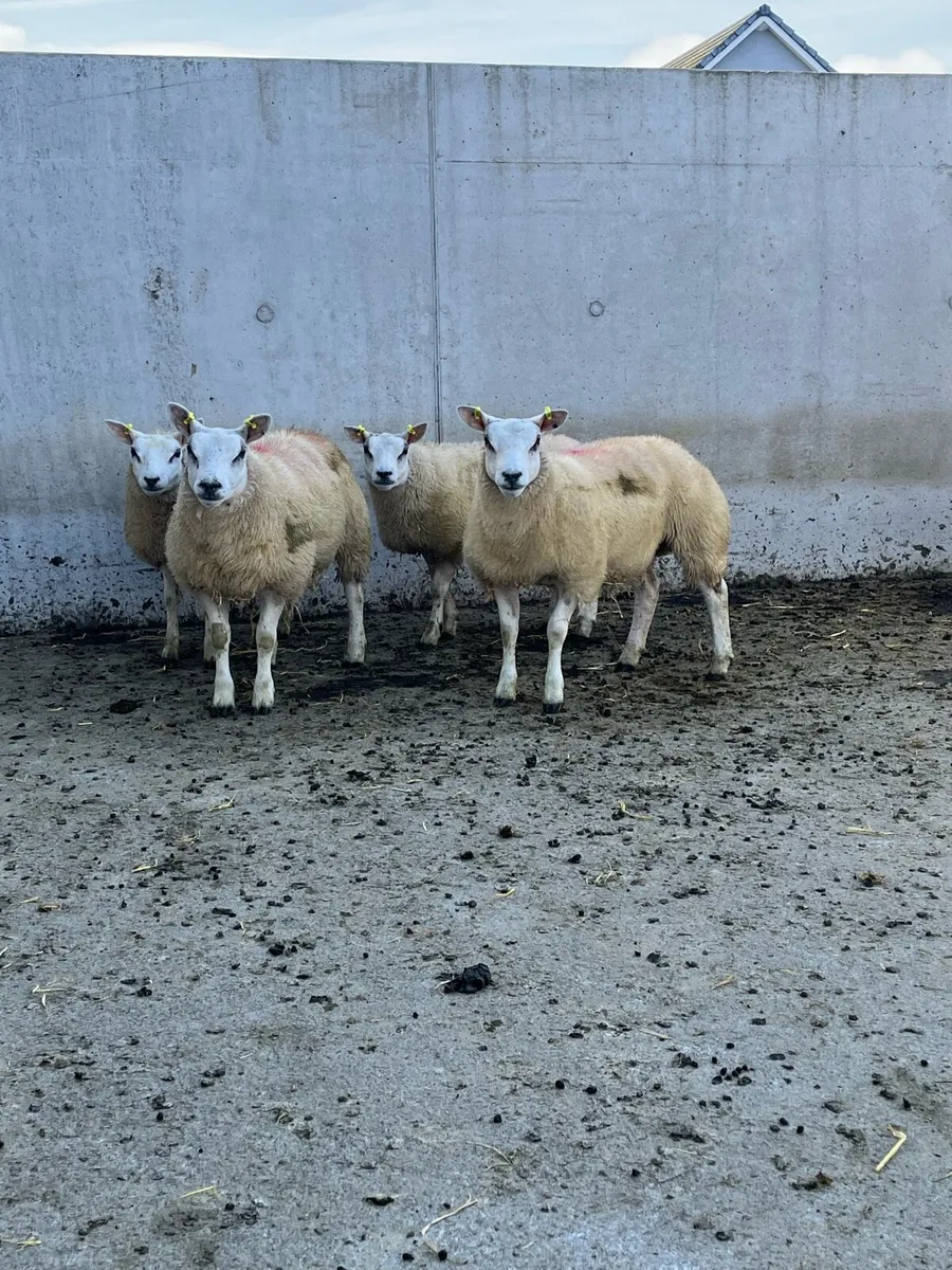 4 Purebred Beltex Ewe Lambs - Image 1