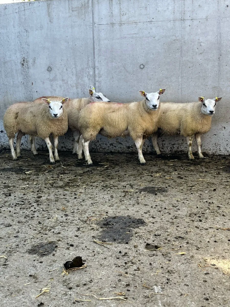 4 Purebred Beltex Ewe Lambs - Image 3