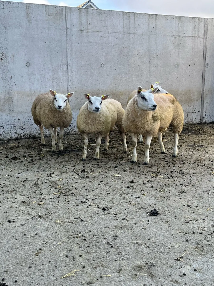 4 Purebred Beltex Ewe Lambs - Image 4
