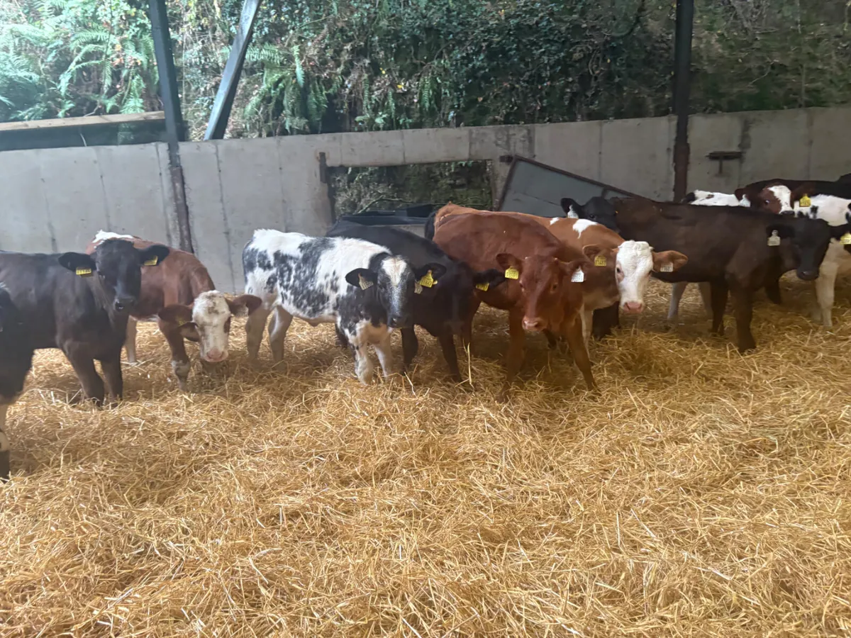 15 Reared Contintenal heifer calves - Image 2
