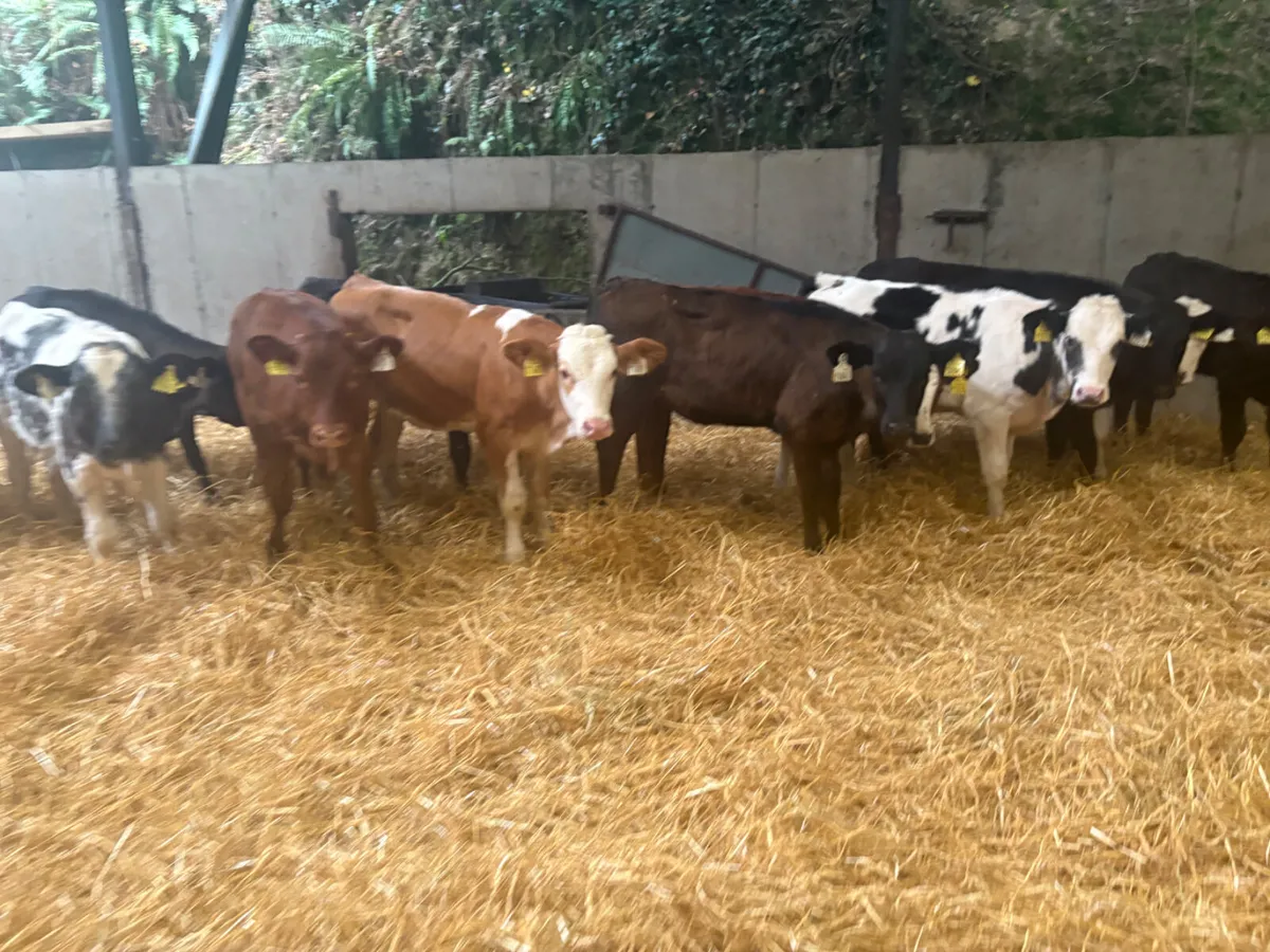 15 Reared Contintenal heifer calves - Image 3