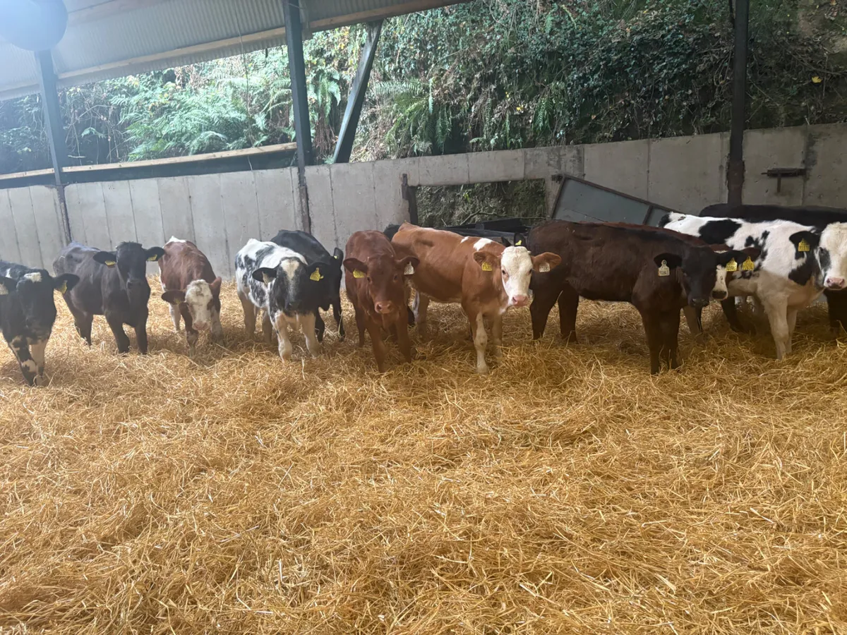 15 Reared Contintenal heifer calves - Image 1