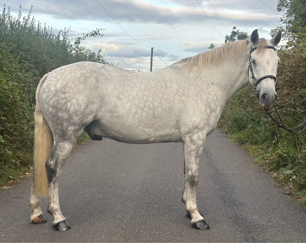 Pony Club Superstar - Image 1