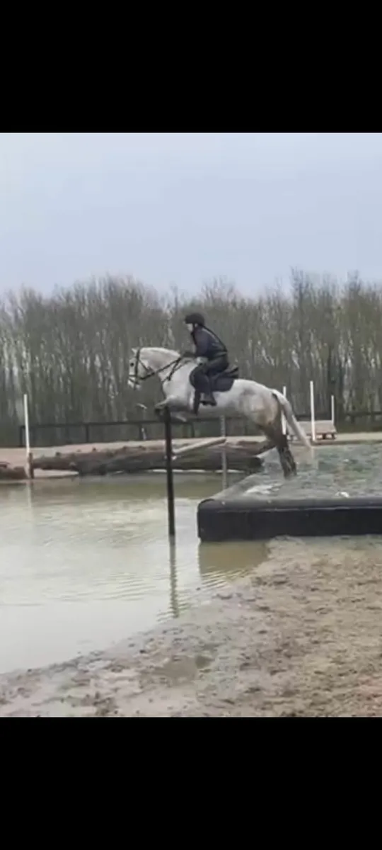 14hh Connemara Pony - Image 2
