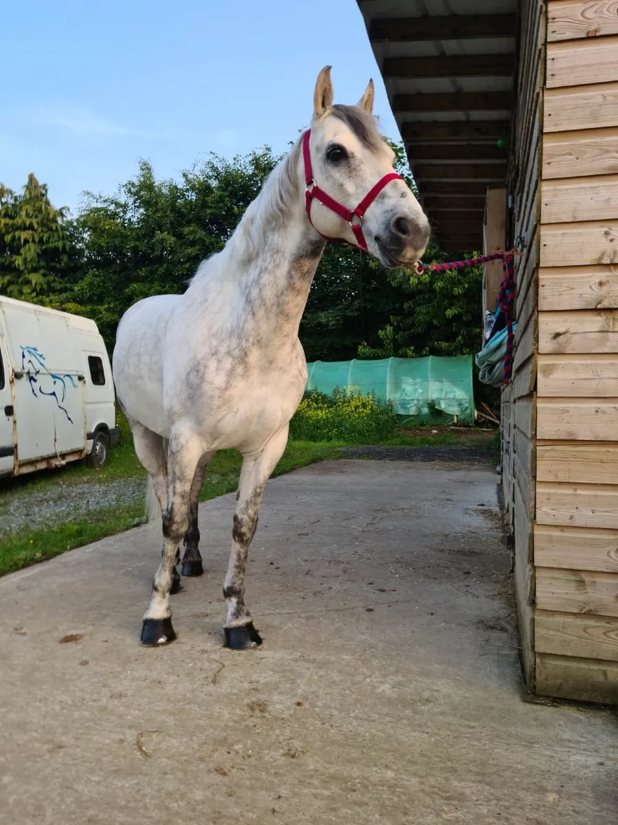 14hh Connemara Pony - Image 3