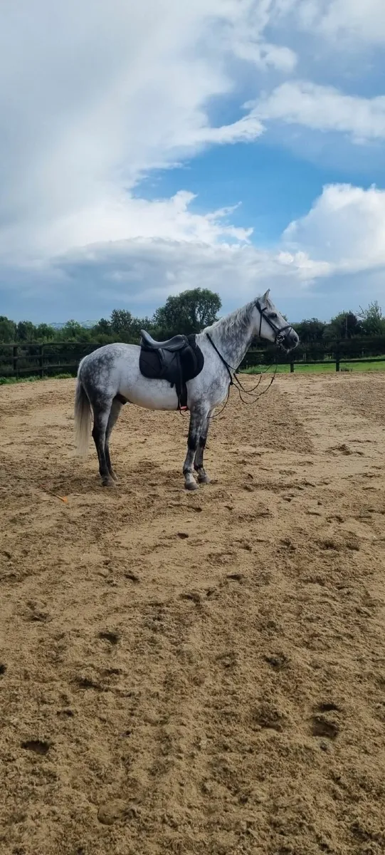 14hh Connemara Pony - Image 4