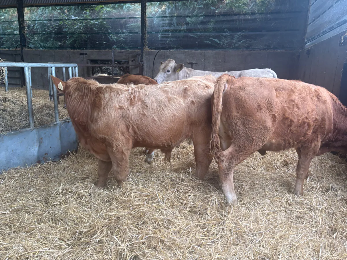 5 Charolais & Limousine bull Weanlings - Image 3