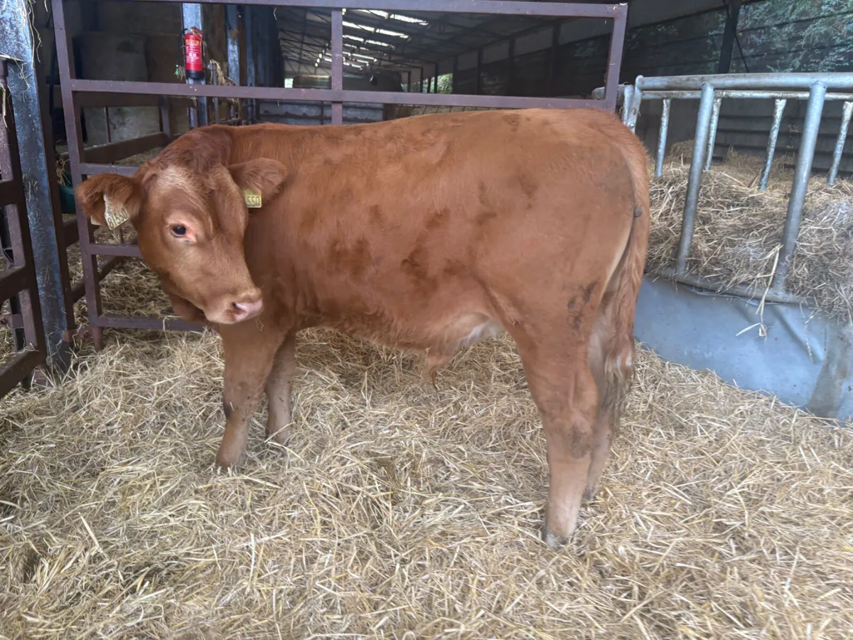 5 Charolais & Limousine bull Weanlings - Image 1