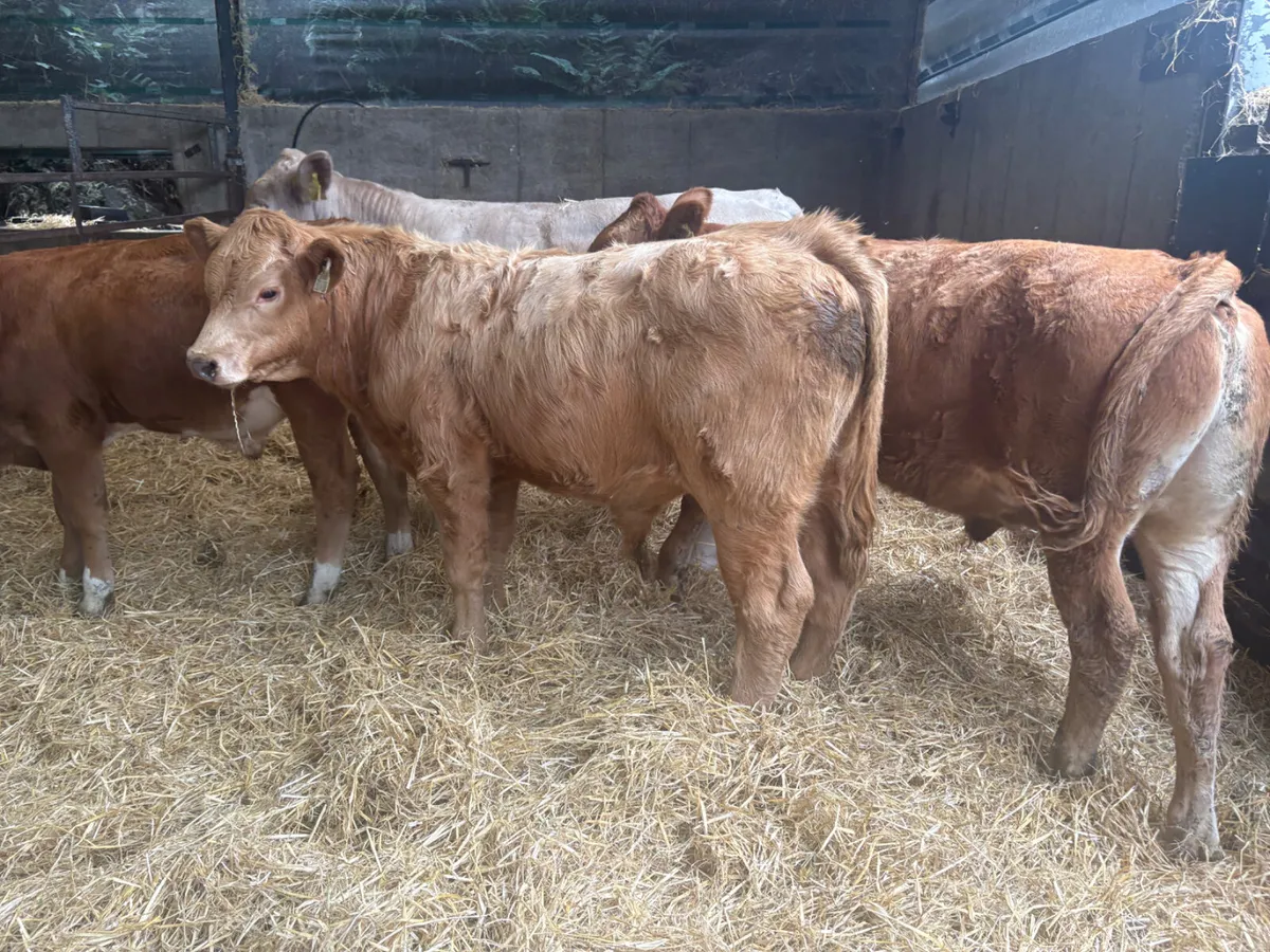 5 Charolais & Limousine bull Weanlings - Image 2
