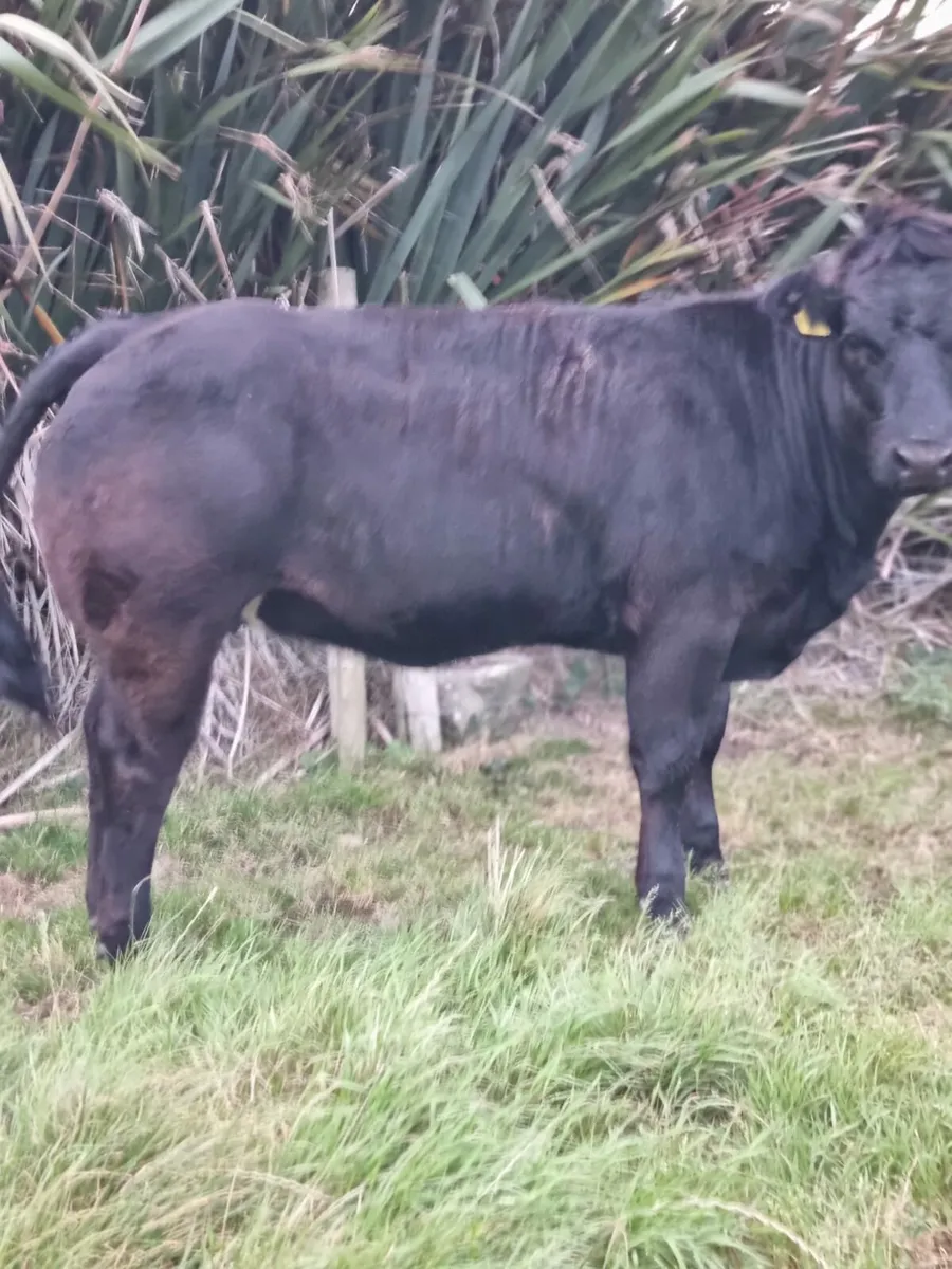 5 star LMX weanling heifer for sale Ballina Mart - Image 1