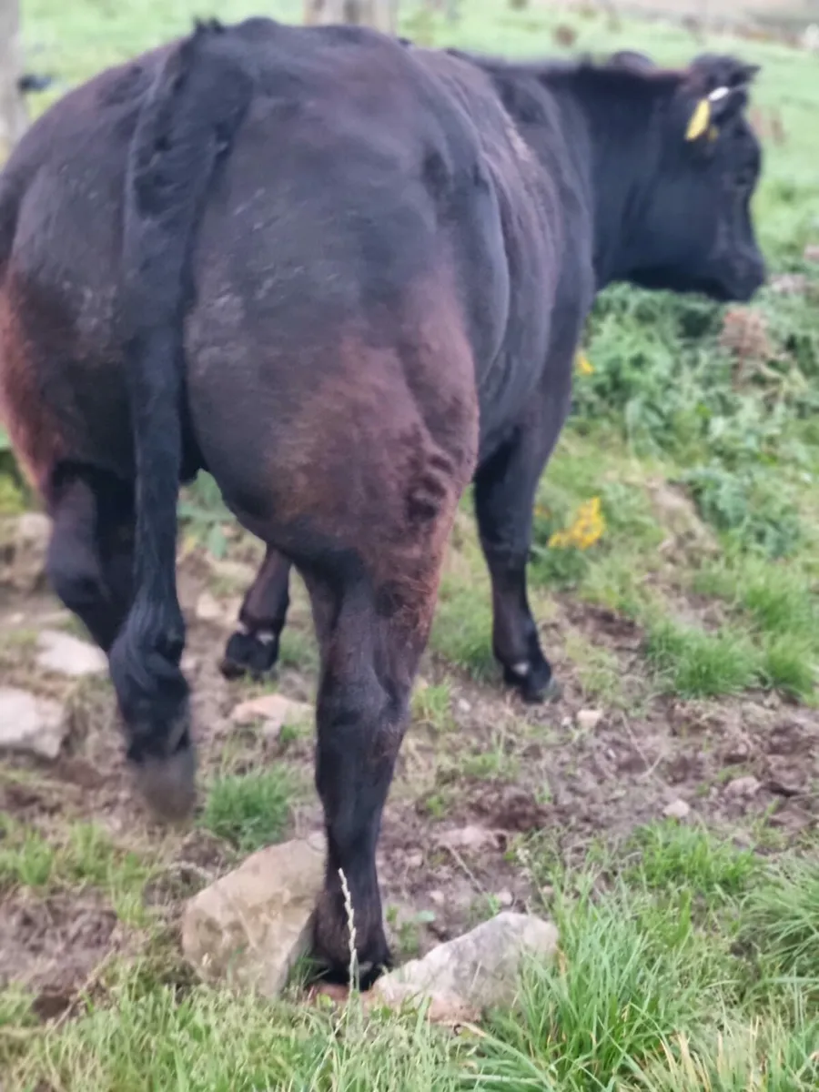 5 star LMX weanling heifer for sale Ballina Mart - Image 2