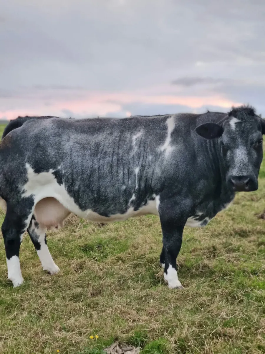 5 star LMX weanling heifer for sale Ballina Mart - Image 3