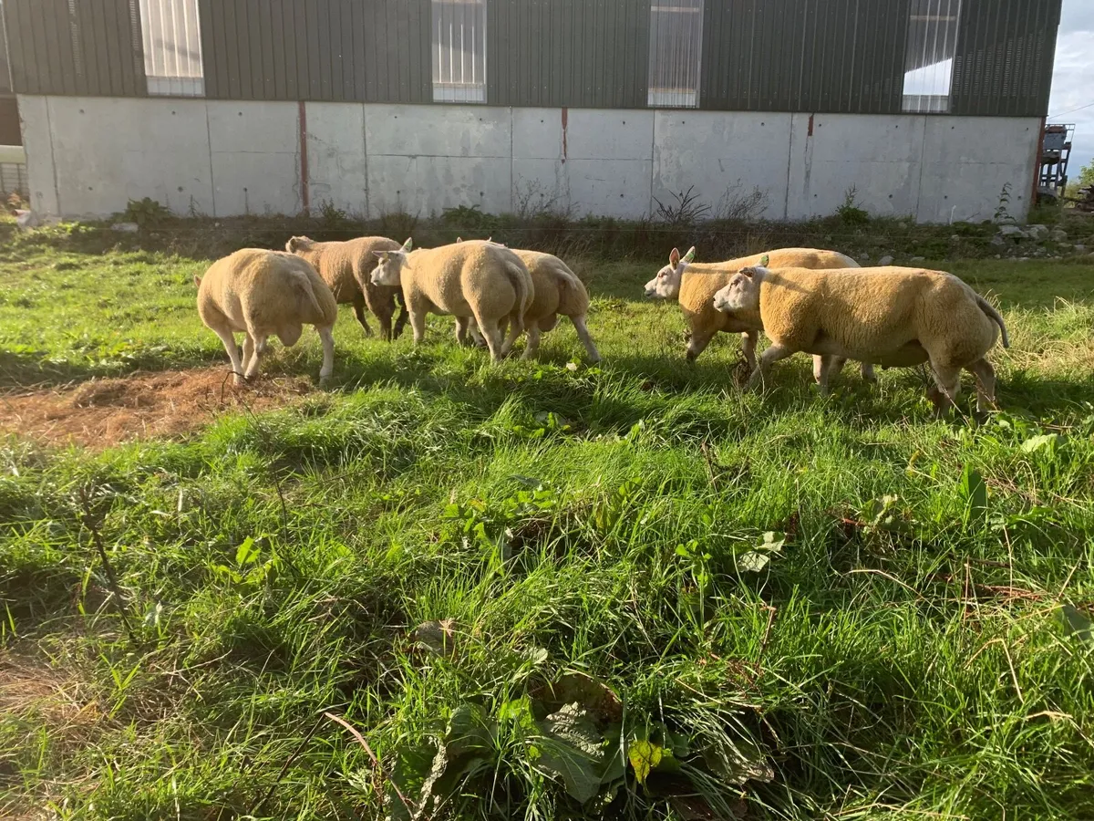 Beltex rams - Image 3
