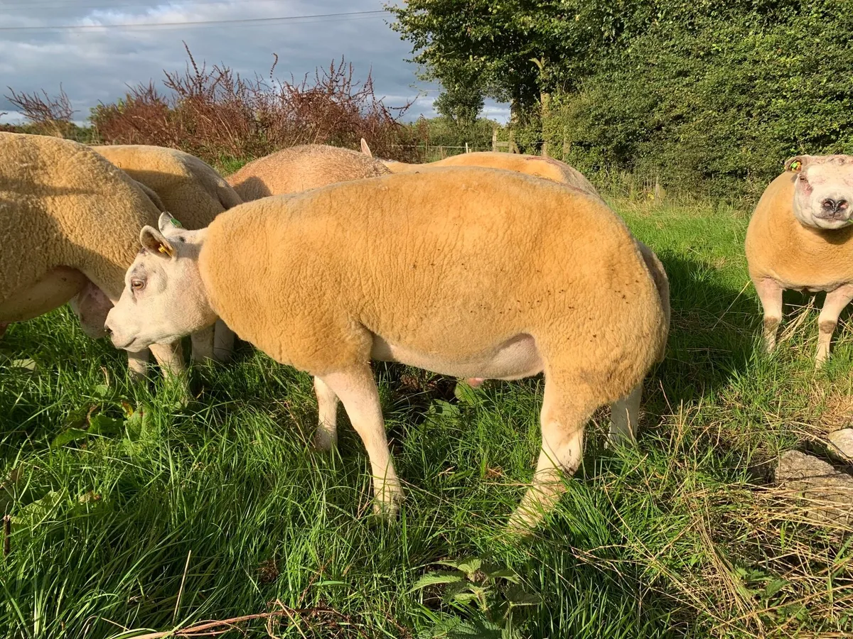 Beltex rams - Image 4