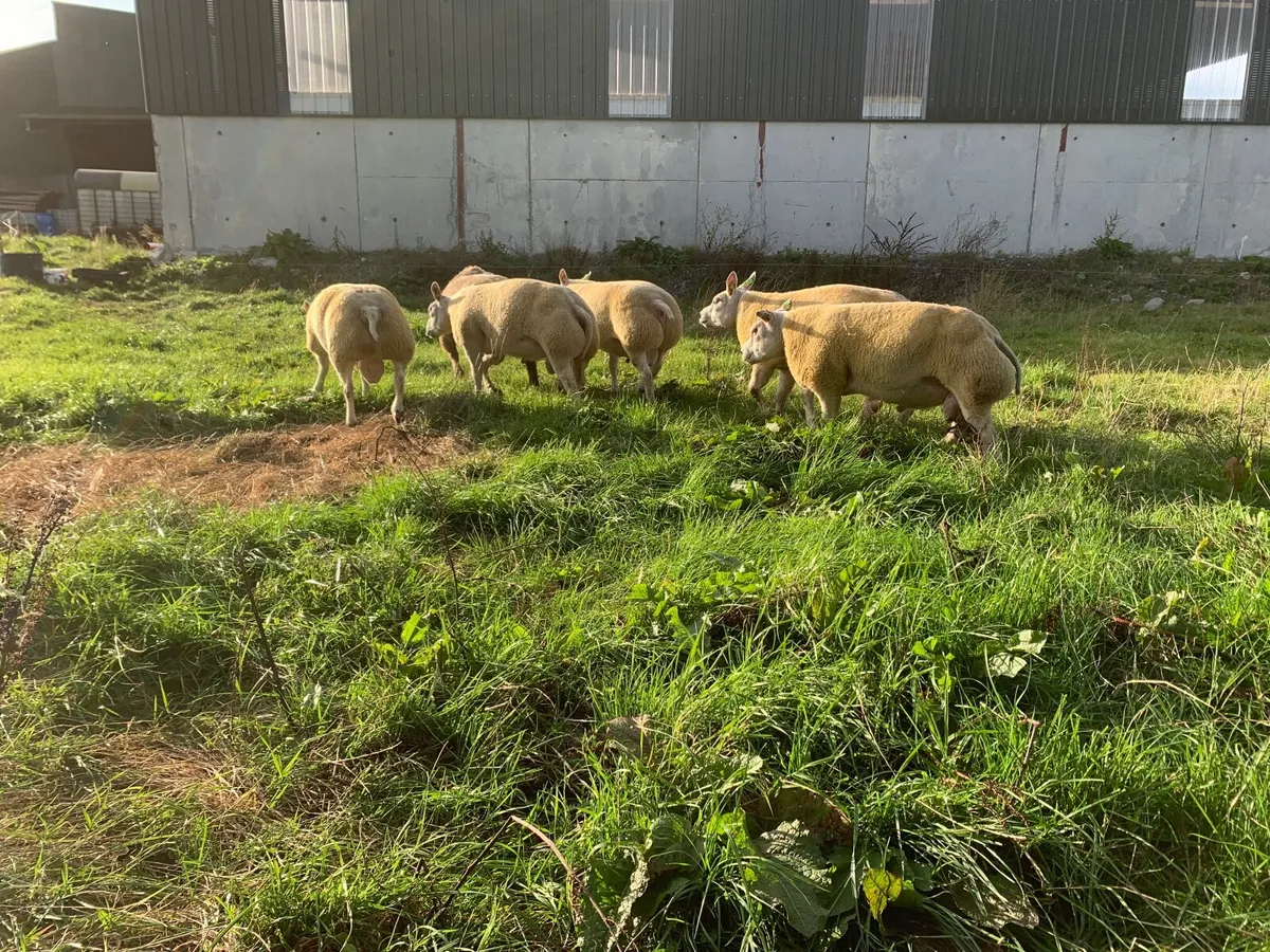 Beltex rams - Image 1