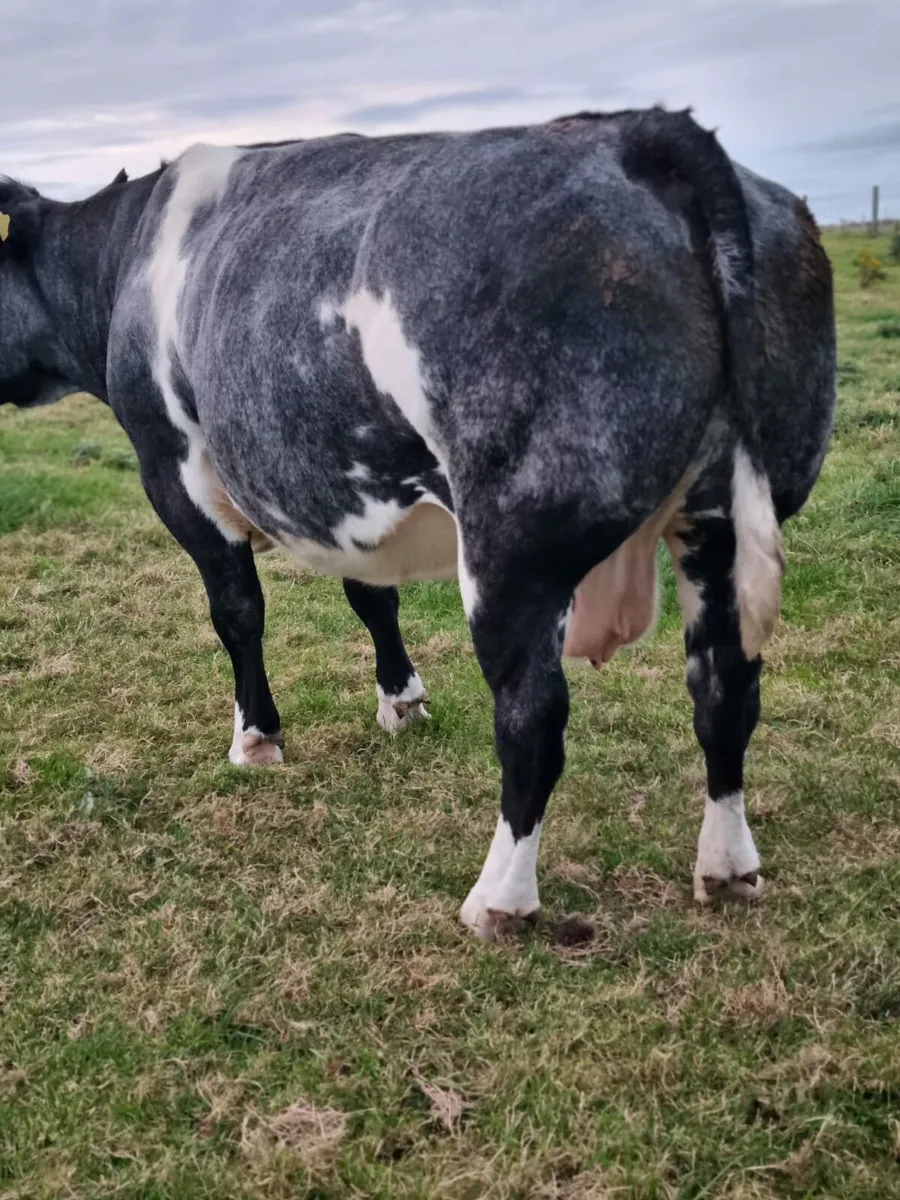 5 star LMX weanling heifer for sale Ballina Mart - Image 4