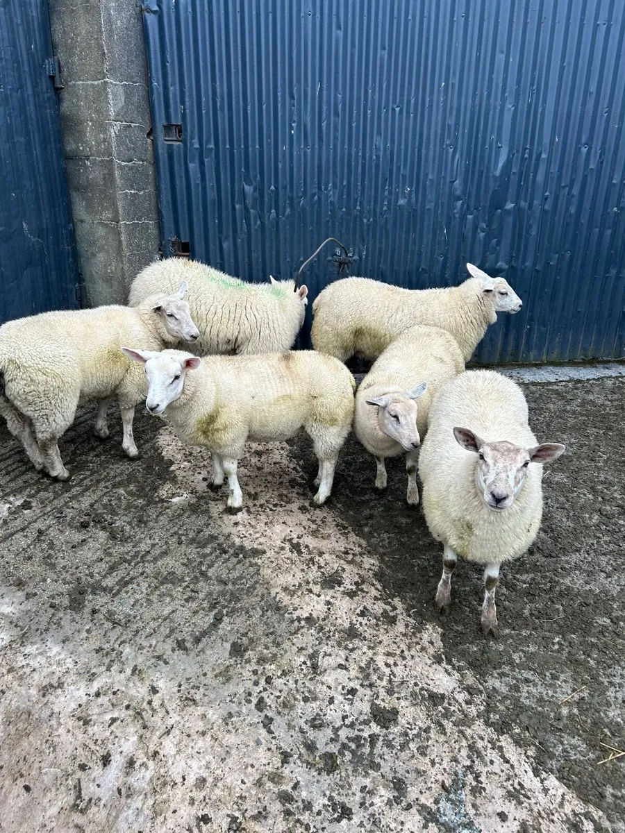 Ewe lambs - Image 3