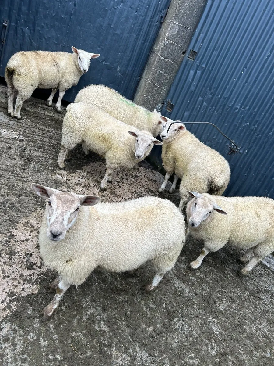 Ewe lambs - Image 1