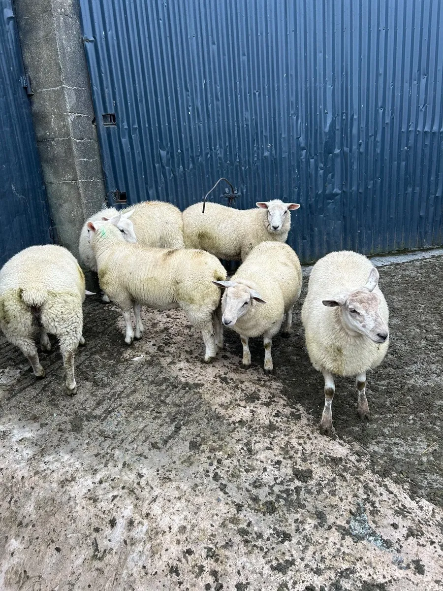 Ewe lambs - Image 4