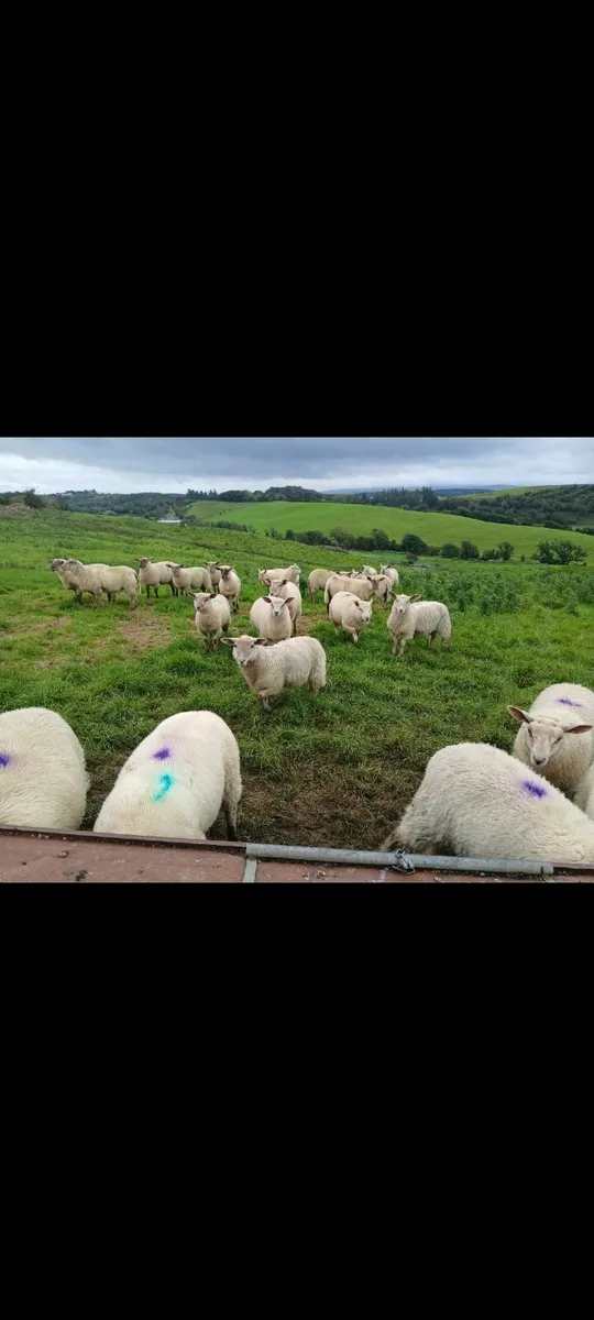 EWE LAMBS