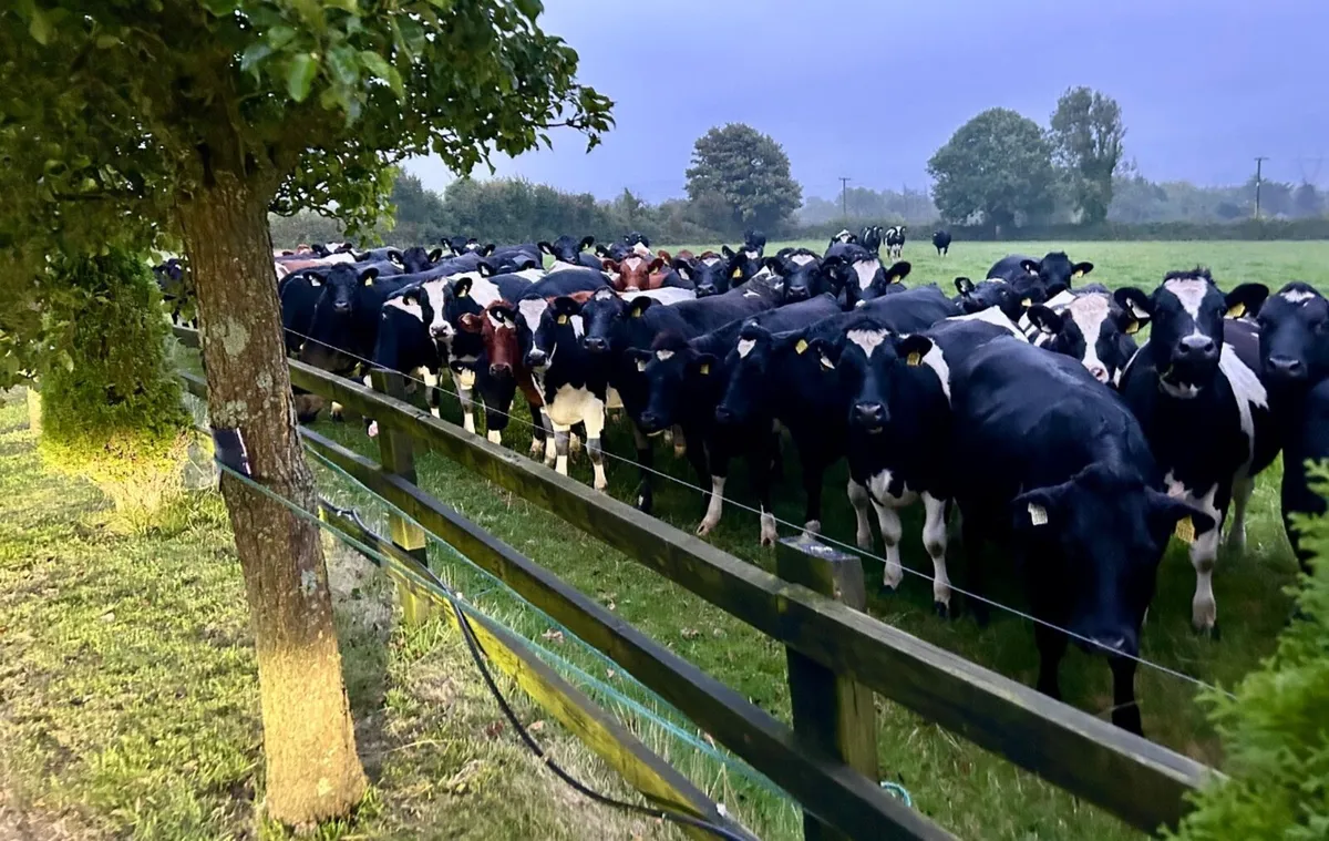 In calf Dairy Heifers - Image 1