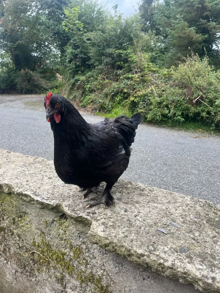 Chickens & ducks - Image 1